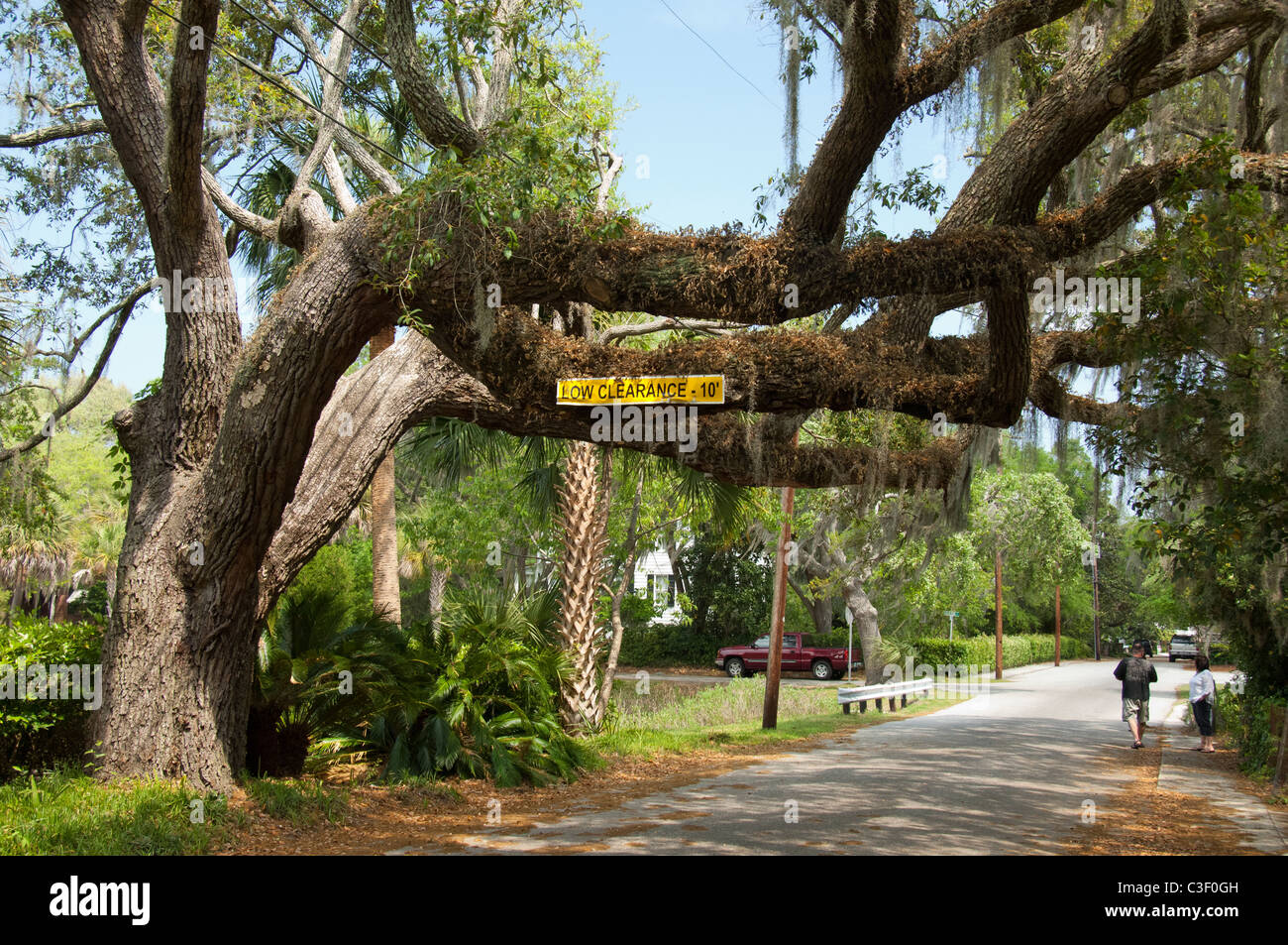 De Beaufort, Caroline du Sud. Le Sud de l'ancienne immense Live Oak tree (Quercus virginiana) recouvert de mousse espagnole (Tillandsia usneoides). Banque D'Images