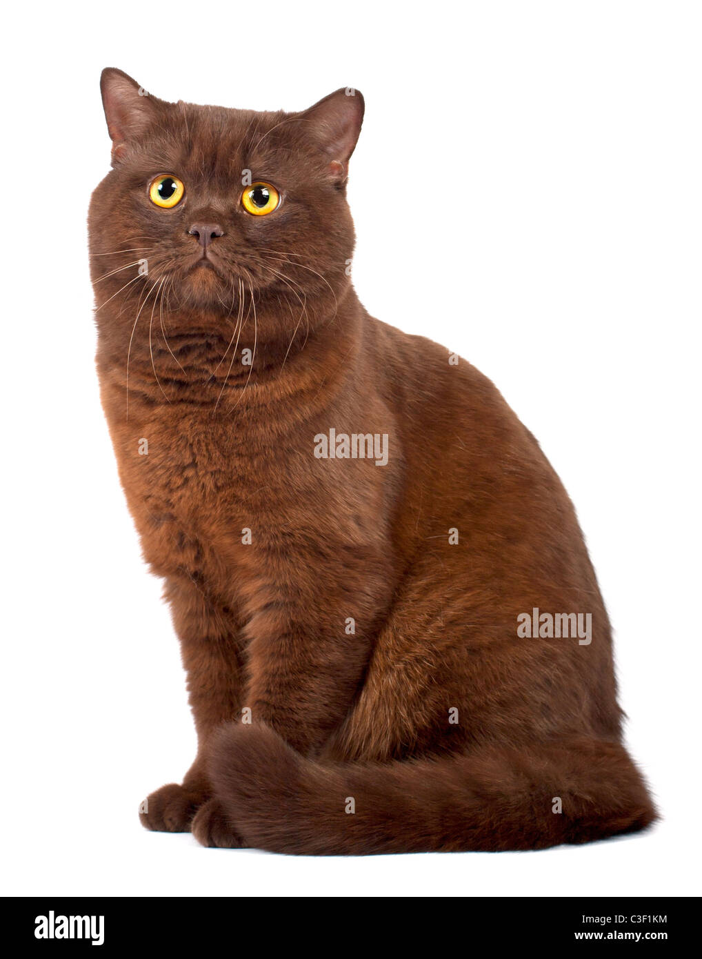 Scottish Fold Chocolate cat on a white background Banque D'Images