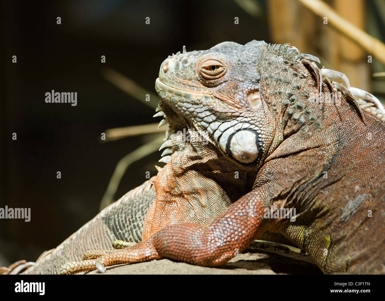 Close up of a Green Iguana Banque D'Images