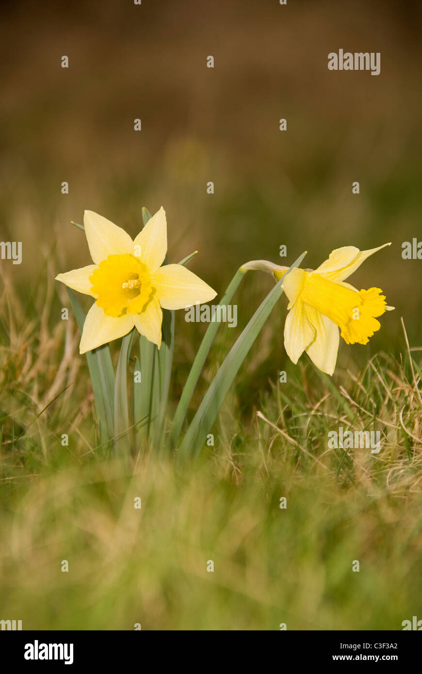La jonquille (Narcissus pseudonarcissus sauvages) aussi connu comme un carême Lilly croissant sur une réserve naturelle dans la campagne Herefordshire Banque D'Images