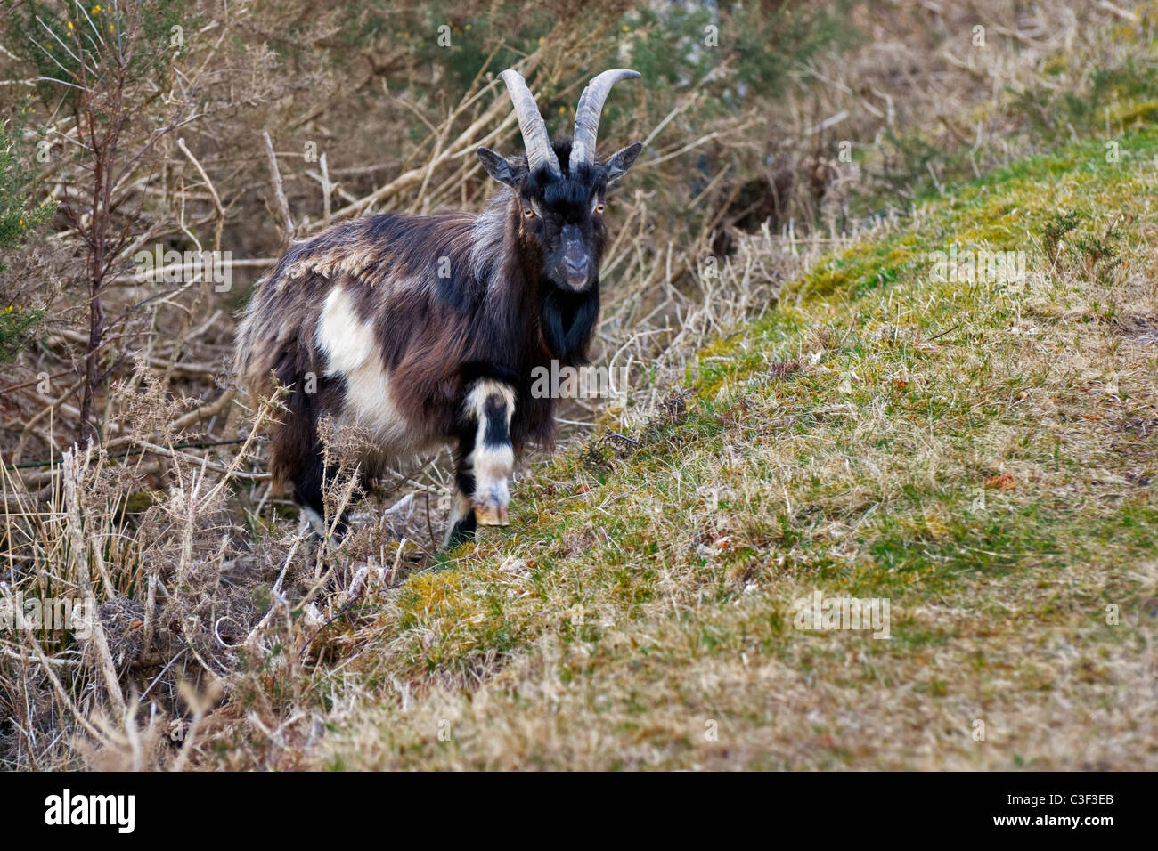 Chèvre sauvage pris en Dundonnell, Ecosse Banque D'Images