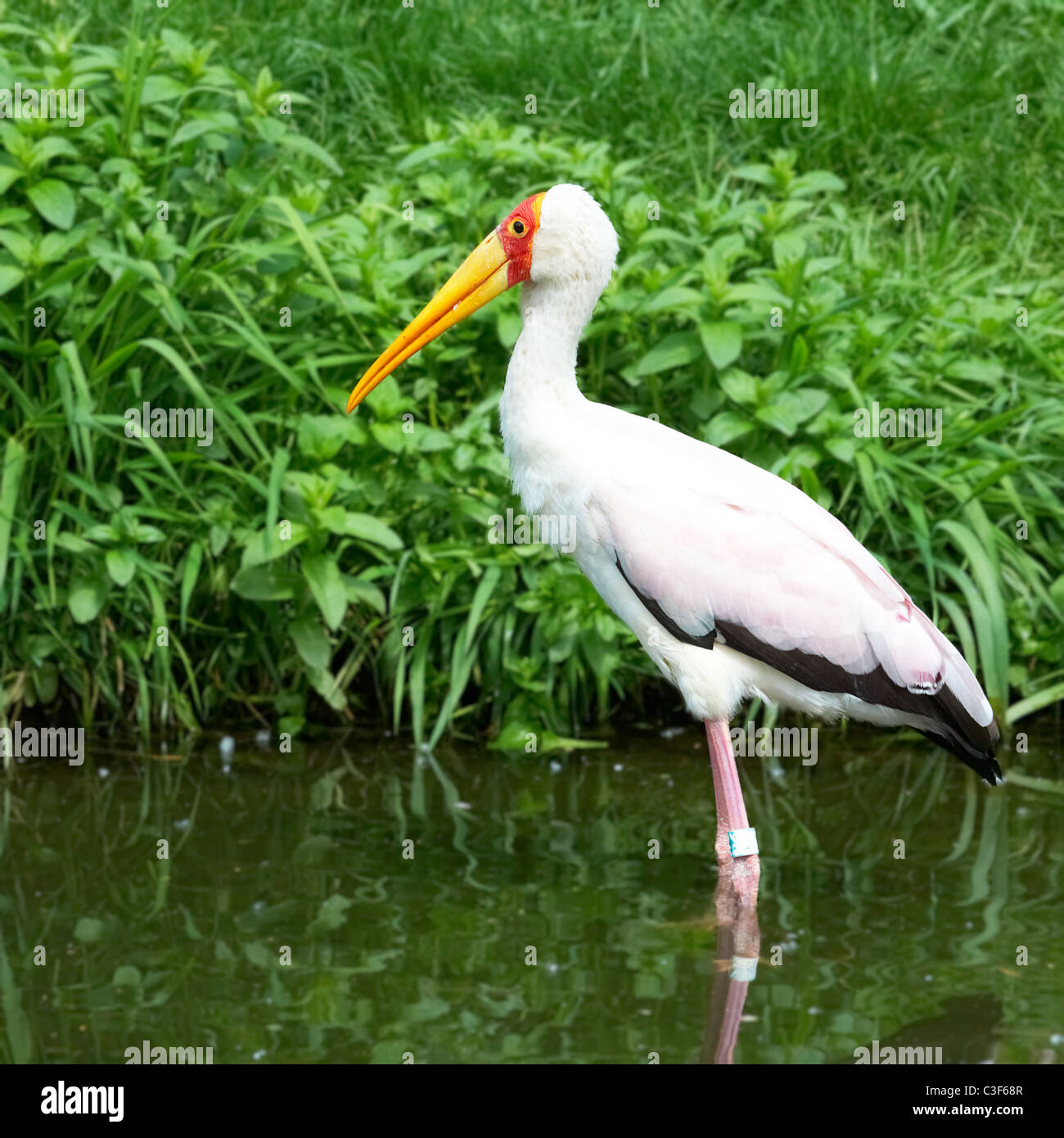 Les oiseaux à bec jaune d'Afrique, Stork (mycteria ibis) Banque D'Images