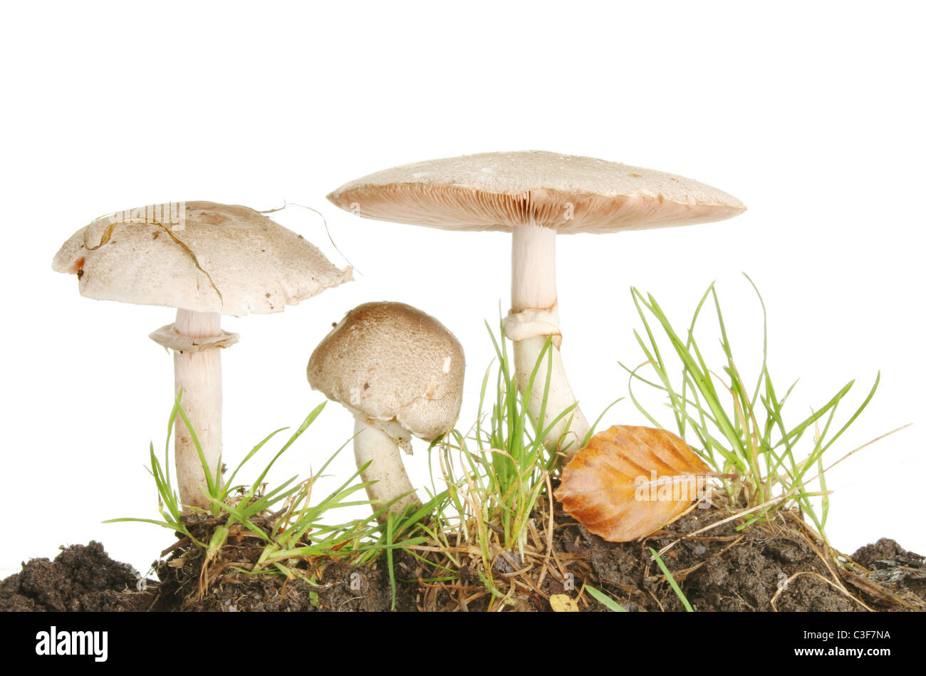Trois champignons sauvages poussant dans l'herbe Banque D'Images