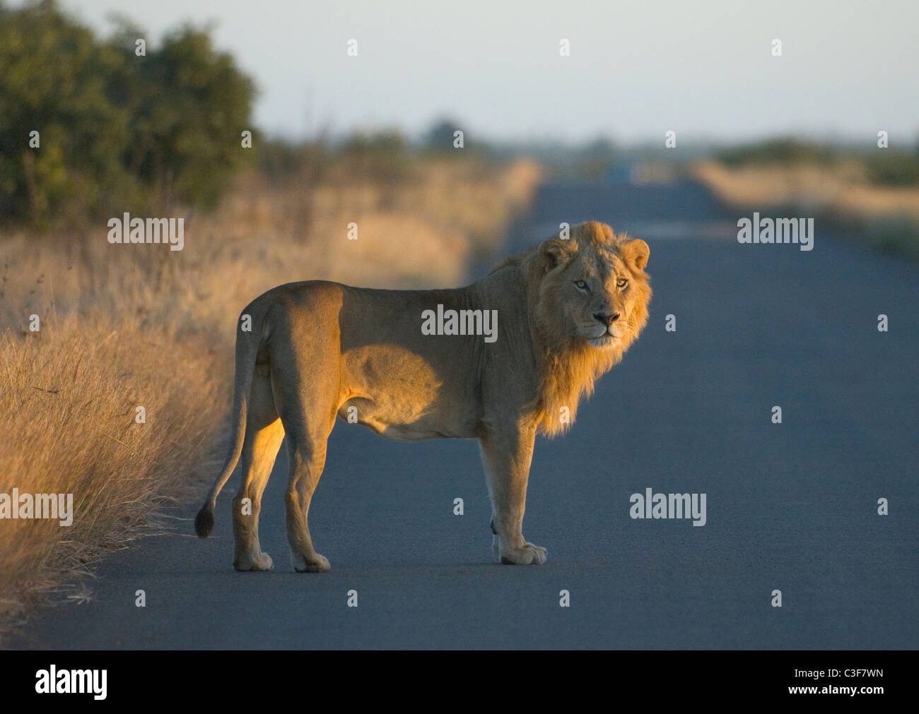 Superbe vue de jeu abordable dans le Parc National Kruger, Afrique du Sud. Beau jeune lion à crinière en permanent road au lever du soleil Banque D'Images