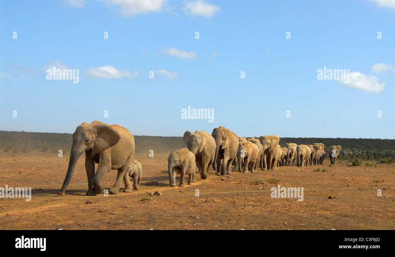 Le visionnement de jeu dans Addo Elephant Park en Afrique du Sud est abordable et facile. Troupeau d'éléphants venant à boire à la sécheresse Banque D'Images