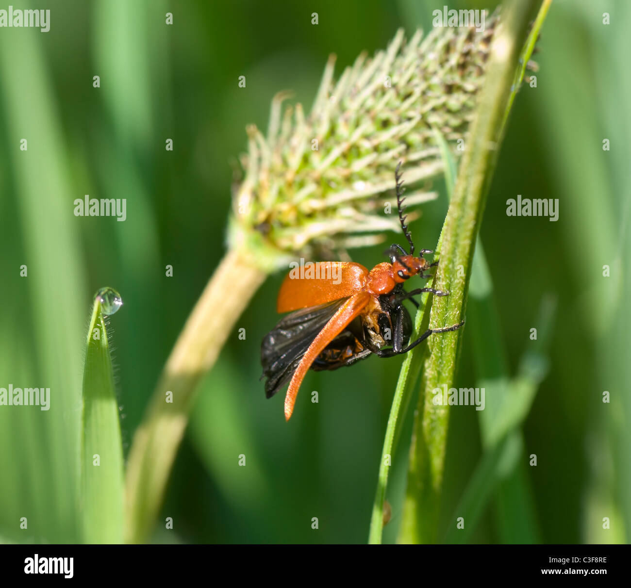 (Pyrochroa serraticornis Cardinal Beetle), France Banque D'Images