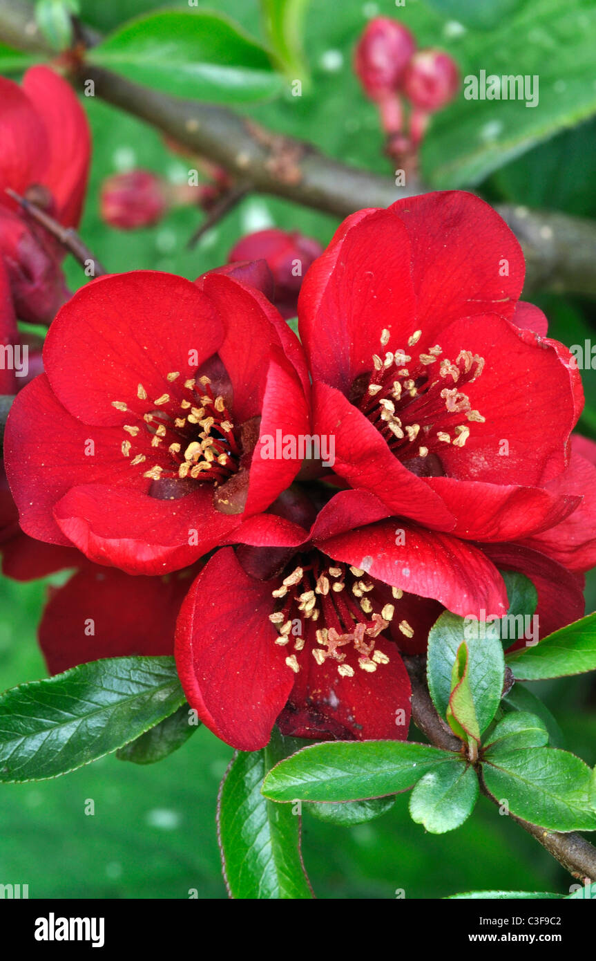 Flowering quince ou japonica en fleurs au début du printemps dans un jardin. Dorset, UK Mars 2011 Banque D'Images