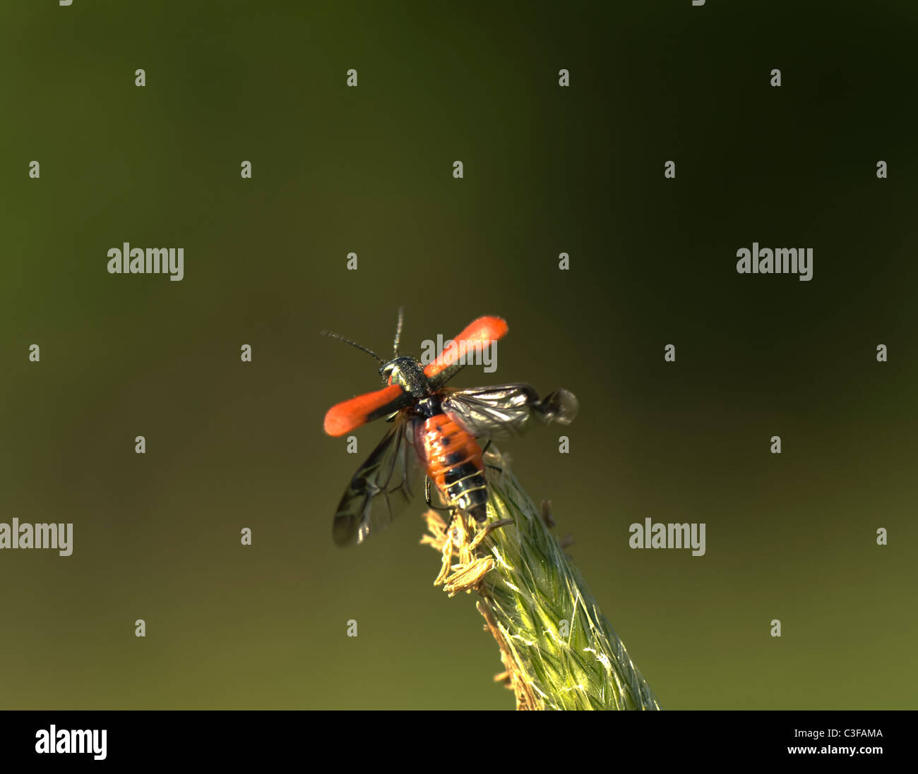 Soft-Winged Flower Beetle (Malachius aeneus), France Banque D'Images