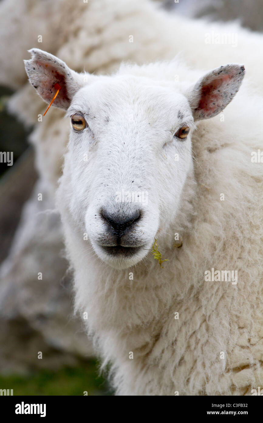 Mouton Cheviot Banque D'Images