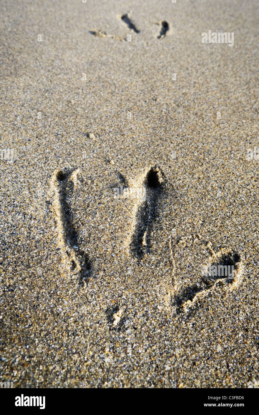 Les oiseaux de Footprints in sand Banque D'Images