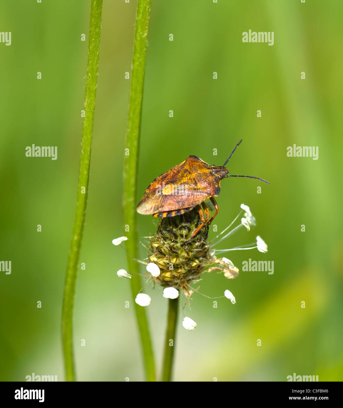 Pentatoma rufipes (Bug des forêts), France Banque D'Images
