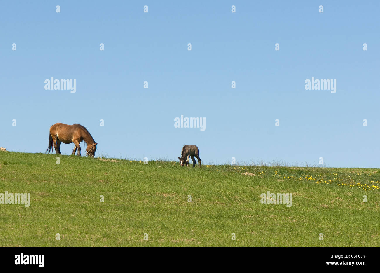 Horse Banque D'Images
