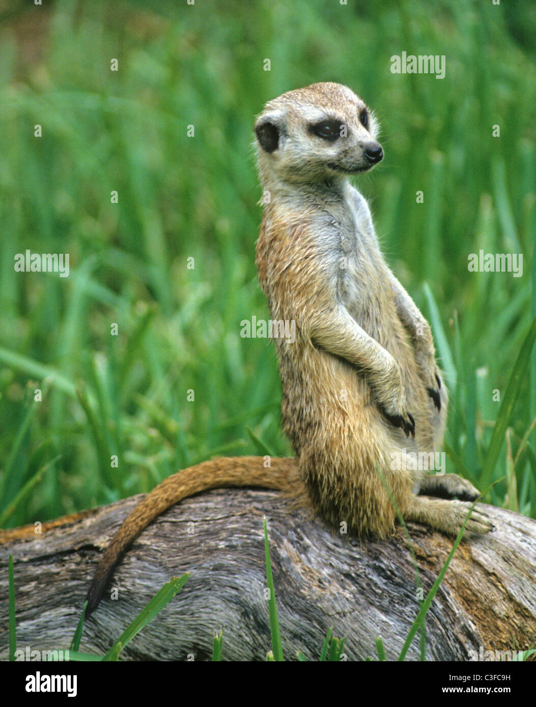 Le meerkat ou suricate Suricata suricatta, un petit mammifère, est un membre de la famille des mangoustes. Banque D'Images