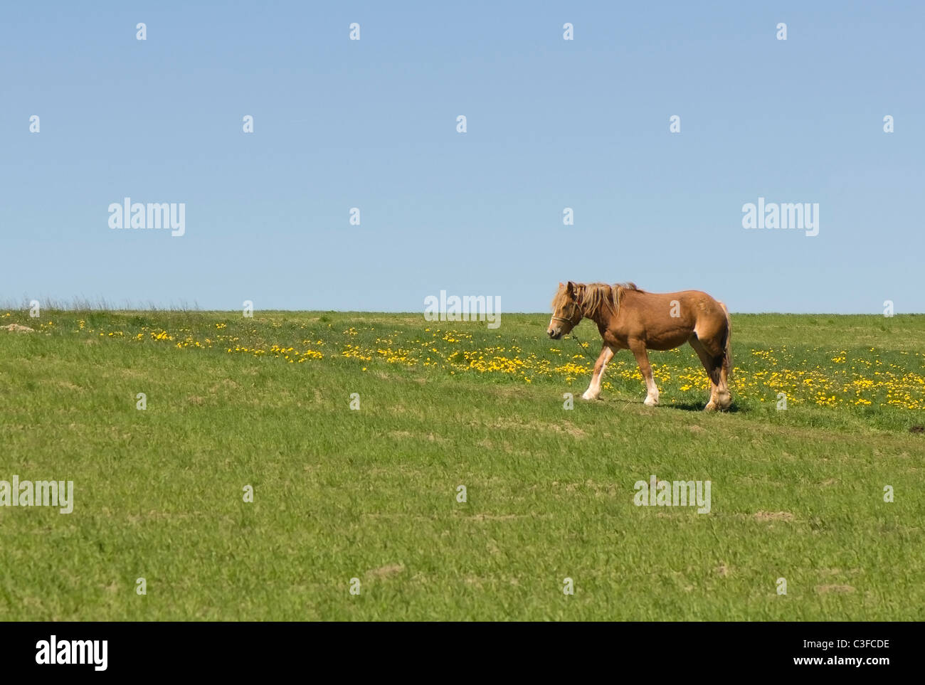 Horse Banque D'Images