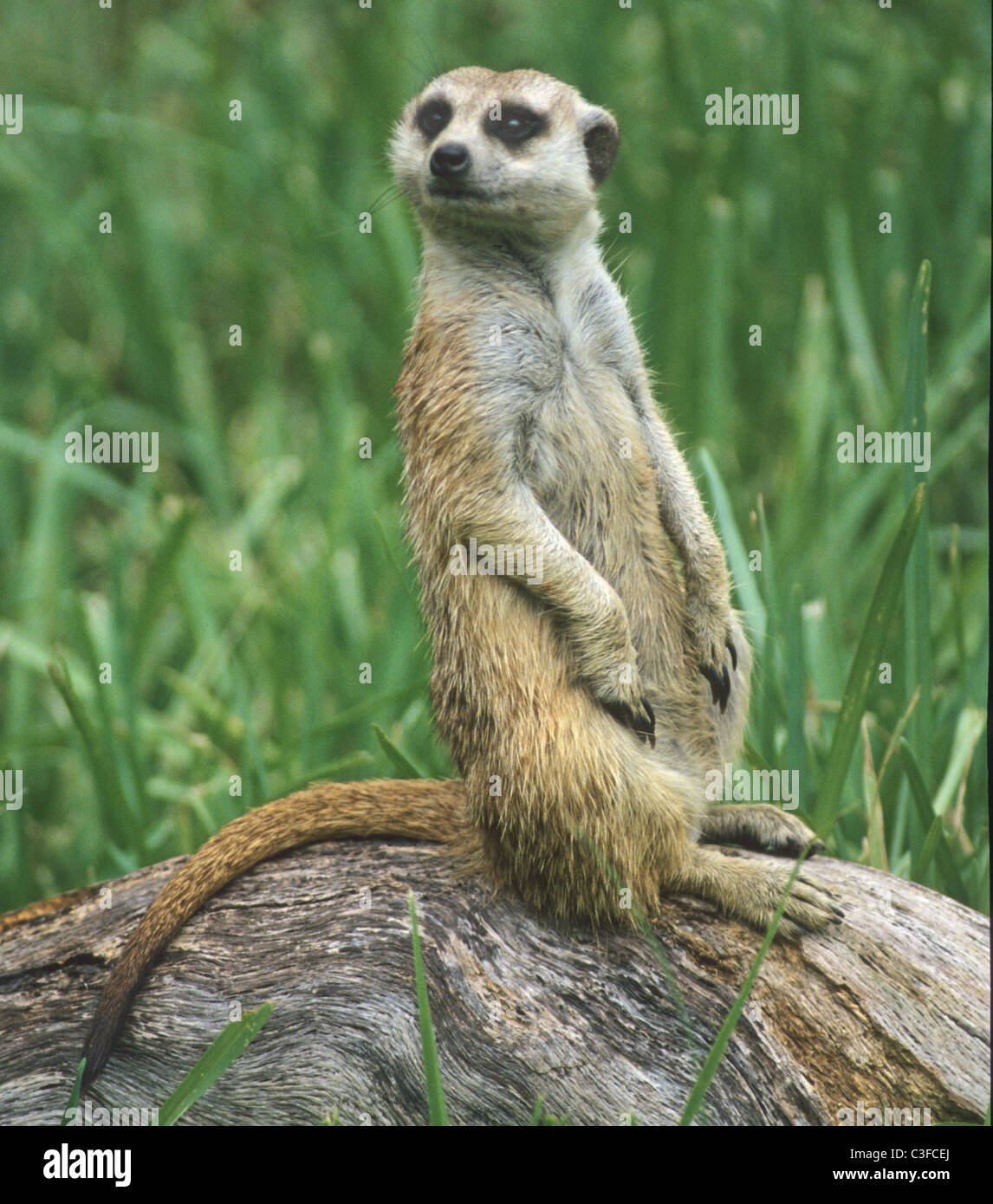 Le meerkat ou suricate Suricata suricatta, un petit mammifère, est un membre de la famille des mangoustes. Banque D'Images