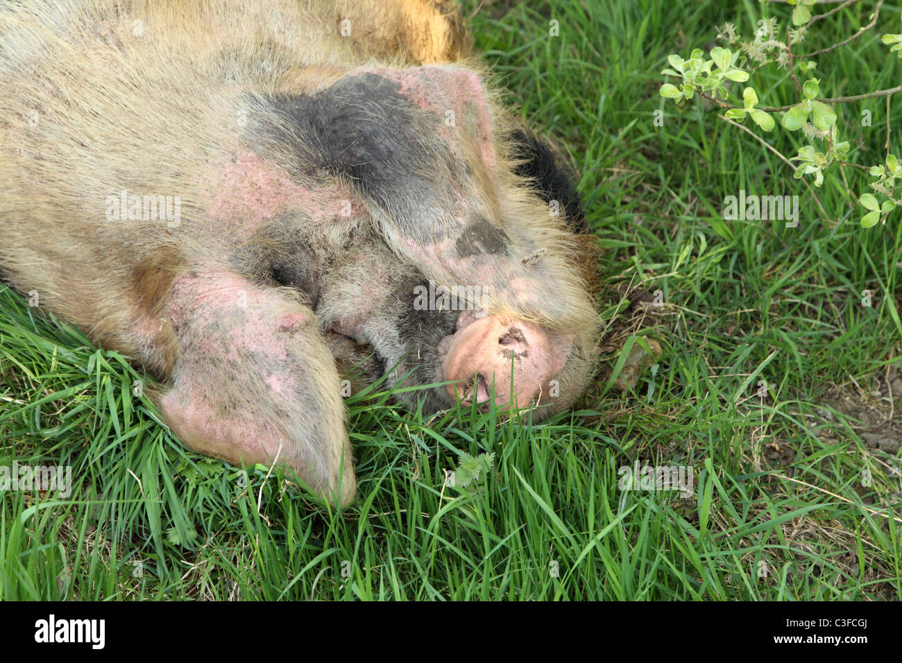 Un vieux cochon Gloucestershire Spot endormi dans un pré Banque D'Images