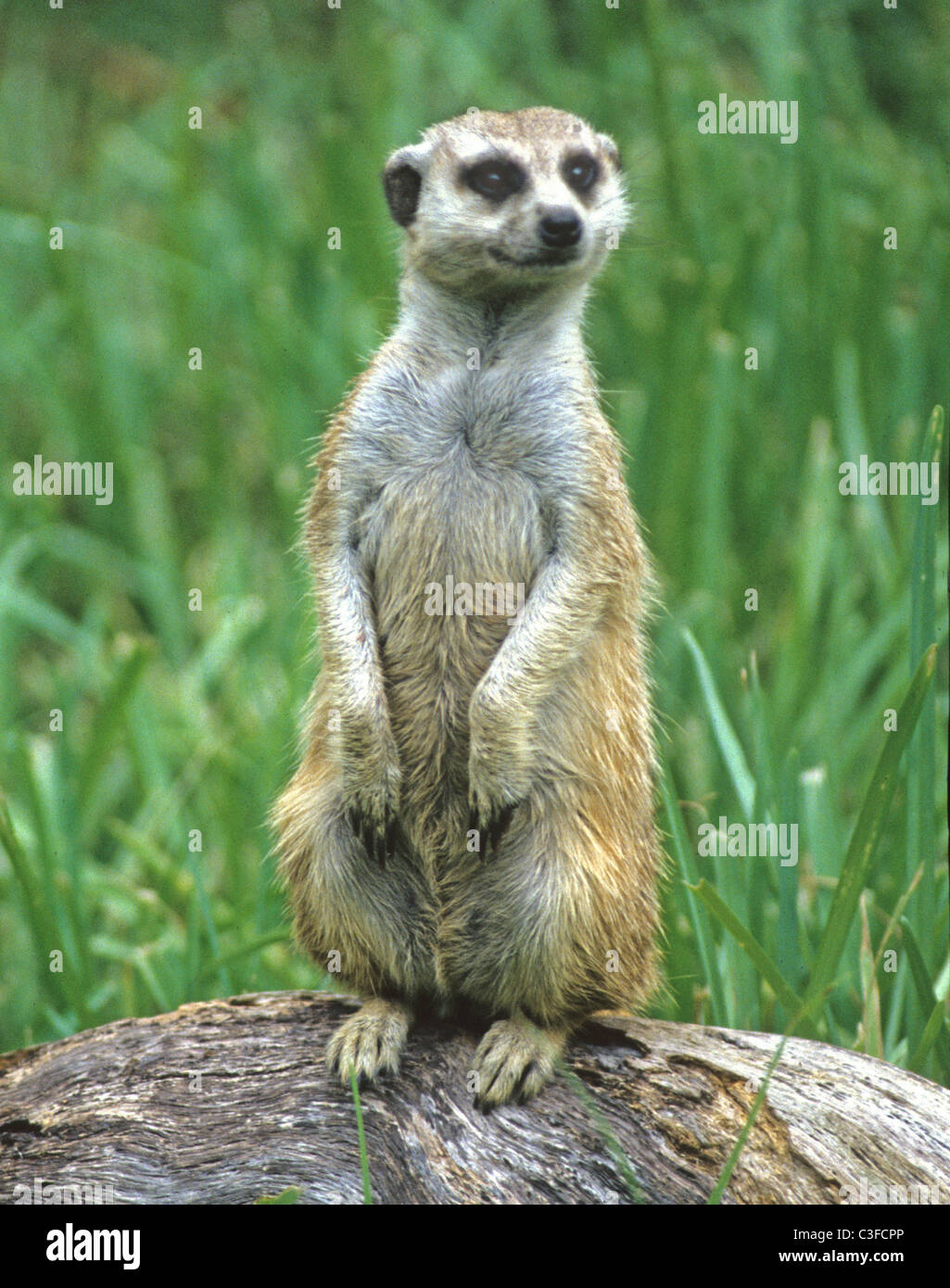 Le meerkat ou suricate Suricata suricatta, un petit mammifère, est un membre de la famille des mangoustes. Banque D'Images