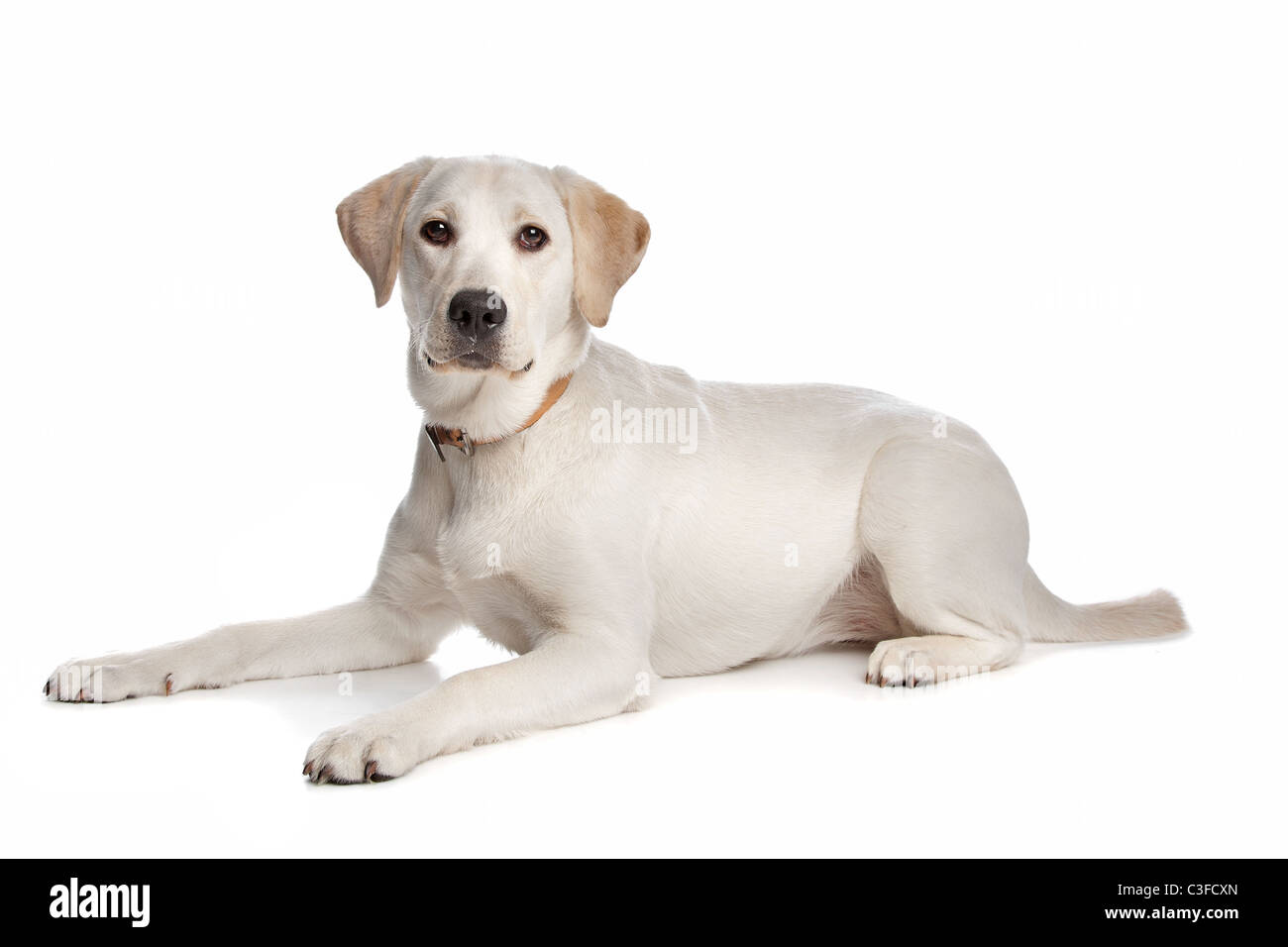 Labrador retriever devant un fond blanc Banque D'Images