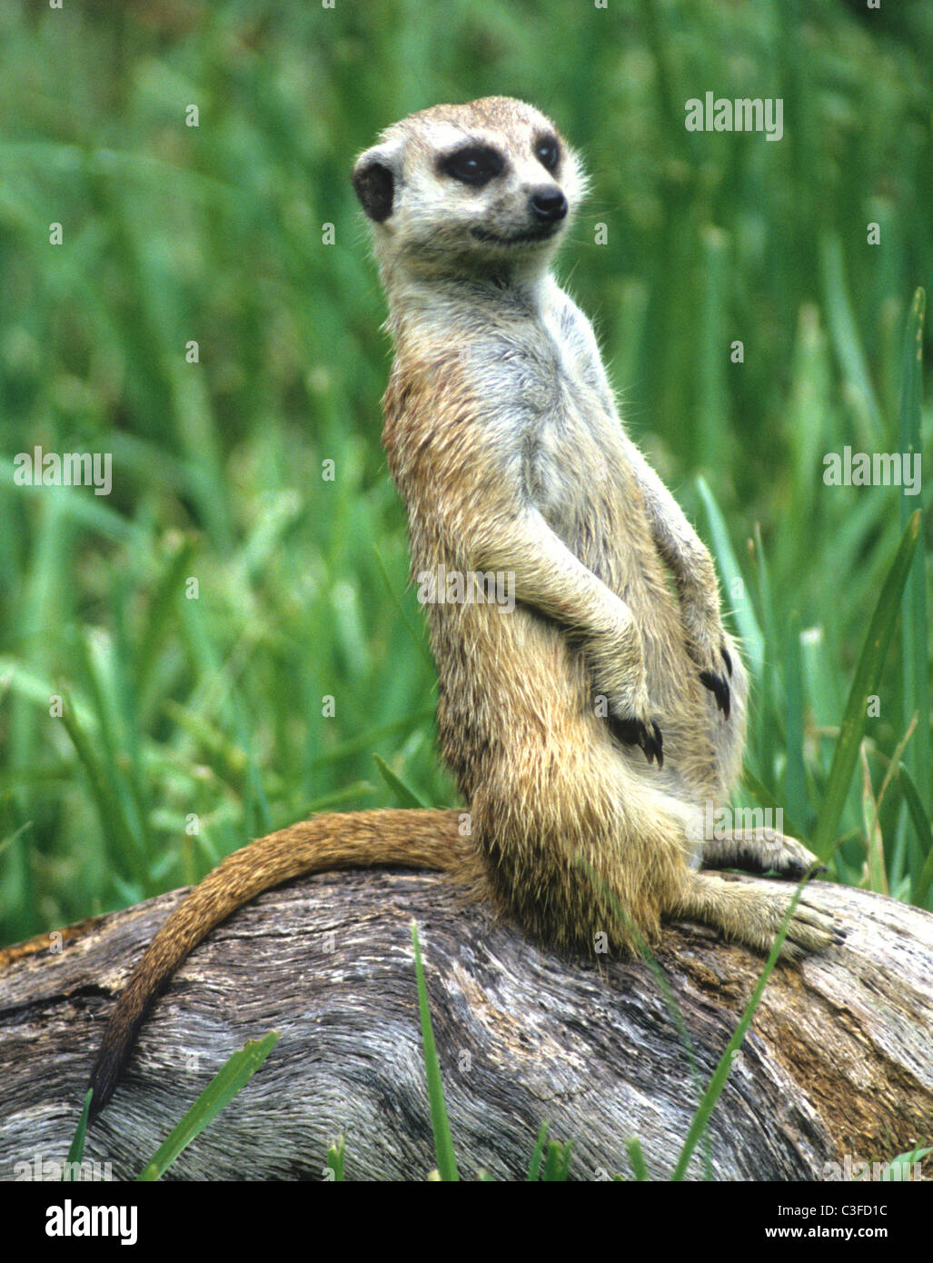 Le meerkat ou suricate Suricata suricatta, un petit mammifère, est un membre de la famille des mangoustes. Banque D'Images