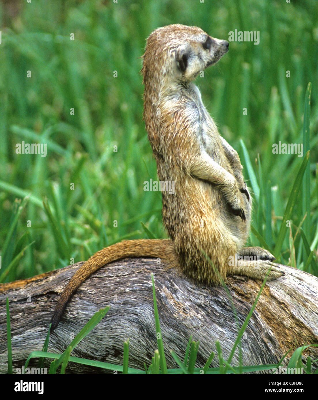 Le meerkat ou suricate Suricata suricatta, un petit mammifère, est un membre de la famille des mangoustes. Banque D'Images