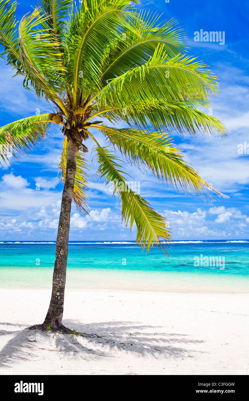 Seul palmier donnant sur amazing blue lagoon Banque D'Images