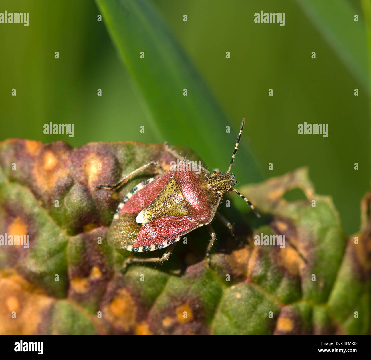 Prunelle camouflé Bug (Dolycoris baccarum), France Banque D'Images