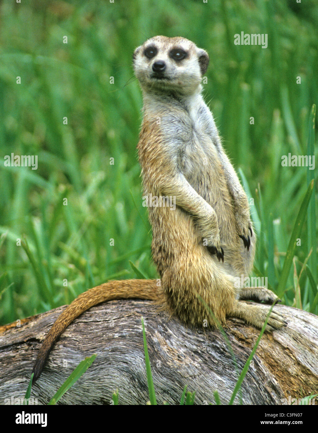 Le meerkat ou suricate Suricata suricatta, un petit mammifère, est un membre de la famille des mangoustes. Banque D'Images