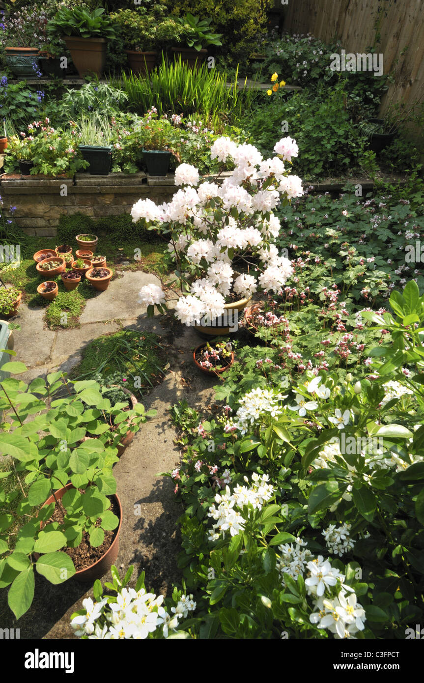 Un petit jardin anglais de banlieue au printemps. Banque D'Images