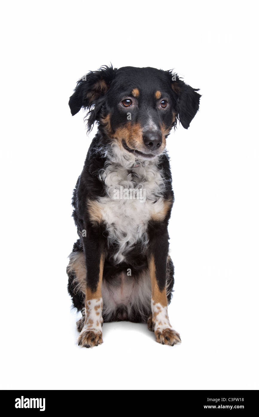 Mixed breed dog, kooiker, pointeur de frison, devant un fond blanc Banque D'Images
