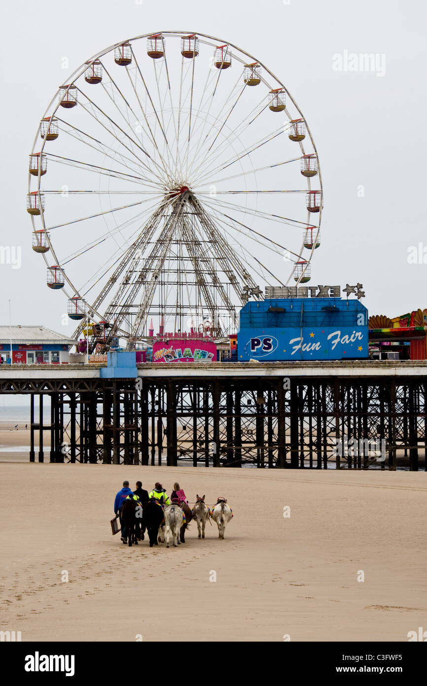 5.5.2011 les ânes sur la plage de Blackpool Banque D'Images