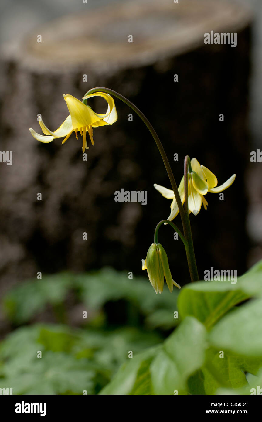 Une violette, dogtooth Erythronium 'Pagoda' hoche la tête, dans un jardin boisé. Banque D'Images