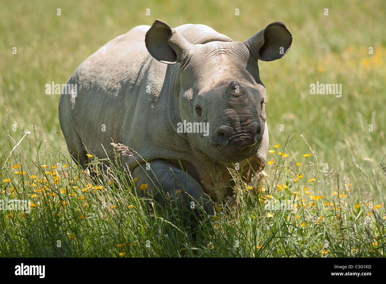 Jeune black rhino Banque D'Images