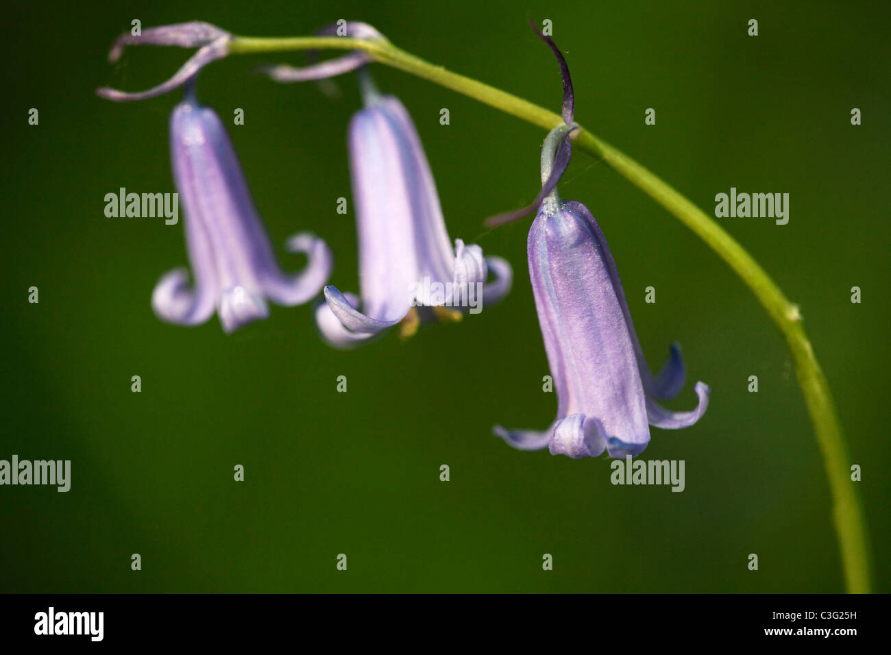 Macro fleur Bluebell, 'close up', détail [Hyacinthoides non-scripta], England, UK Banque D'Images