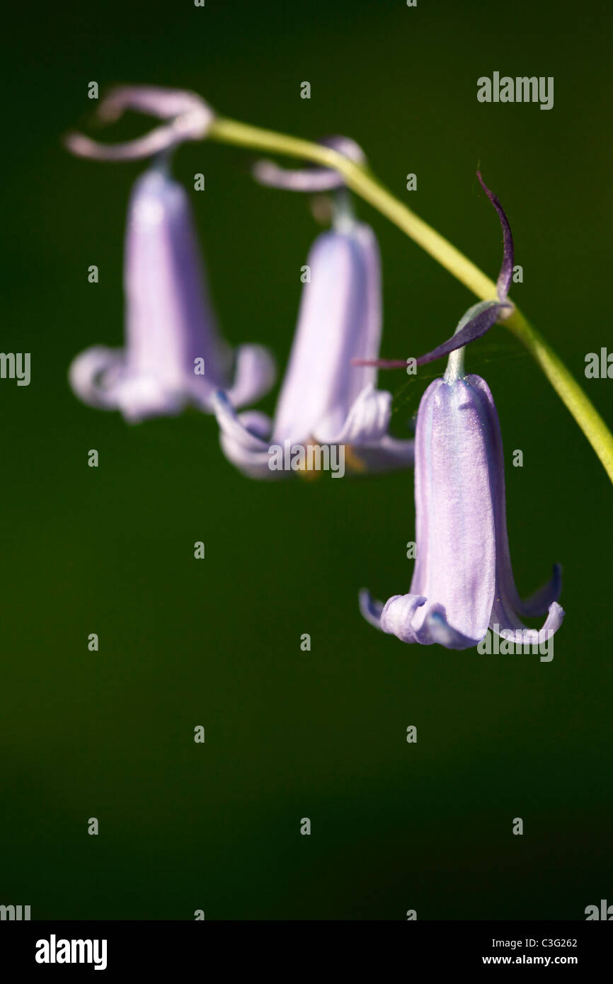 Macro fleur Bluebell, 'close up', détail [Hyacinthoides non-scripta], England, UK Banque D'Images