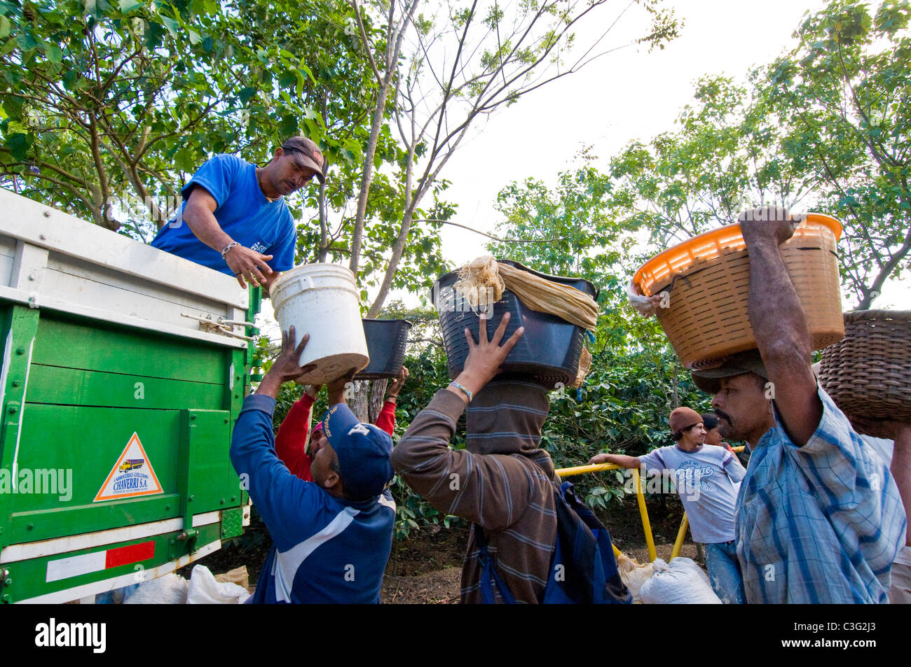 Travailleurs journaliers picking café dans les collines d'El Rodeo Vallée Centrale Costa Rica Banque D'Images