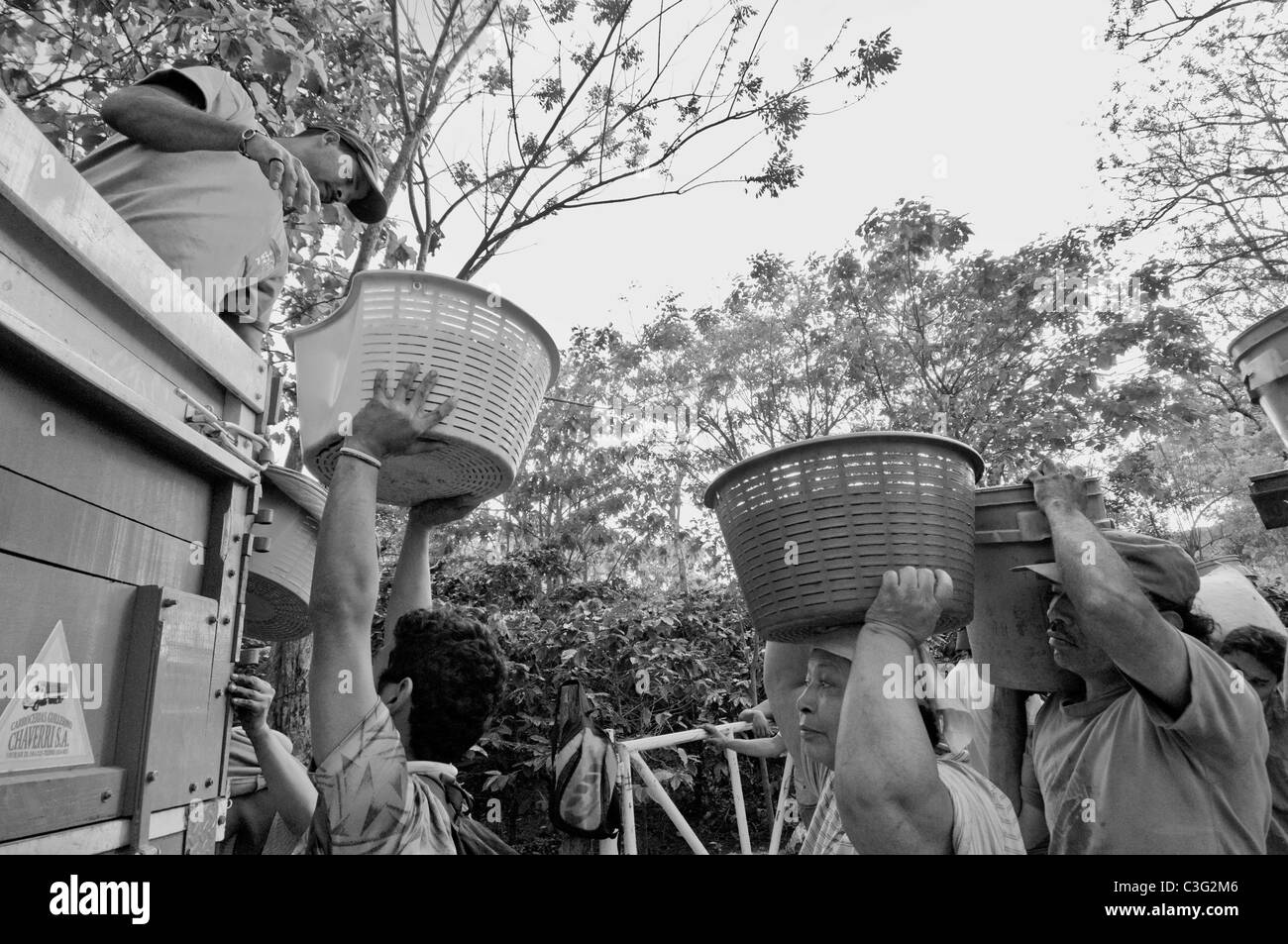 Travailleurs journaliers picking café dans les collines d'El Rodeo Vallée Centrale Costa Rica Banque D'Images
