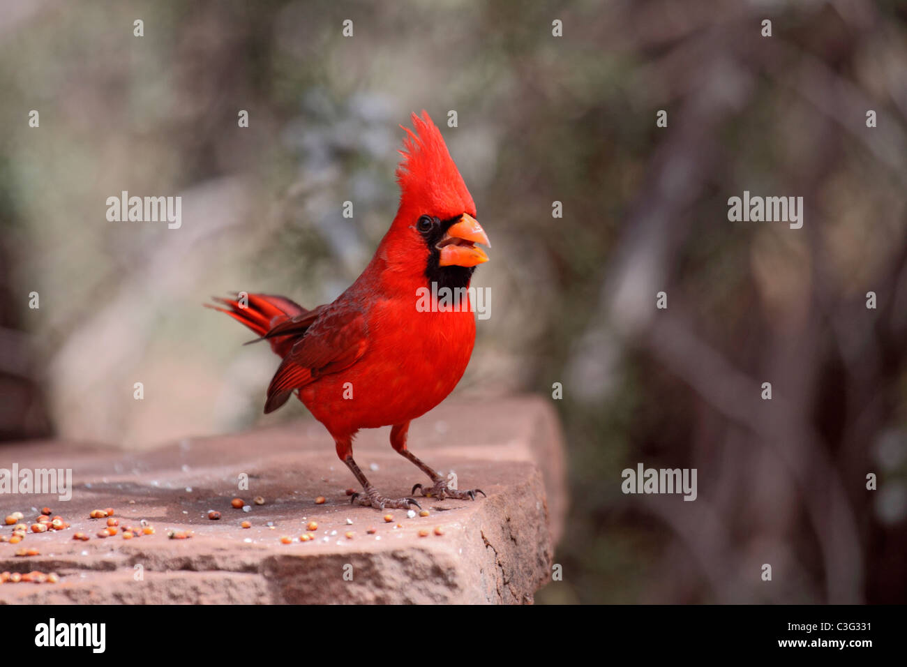Cardinal rouge à l'alimentation des oiseaux en pierre table en Arizona Banque D'Images