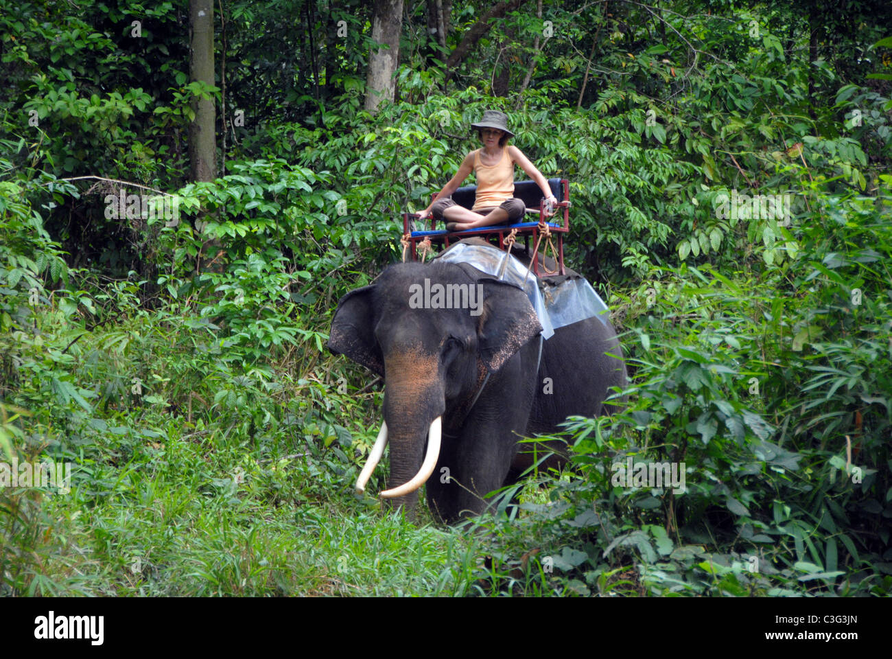 La Thaïlande, destination de vacances pour des températures tropicales, de l'alimentation, des mers et des personnes. Tourisme équestre femelle éléphant sur près de Kao Sok Banque D'Images