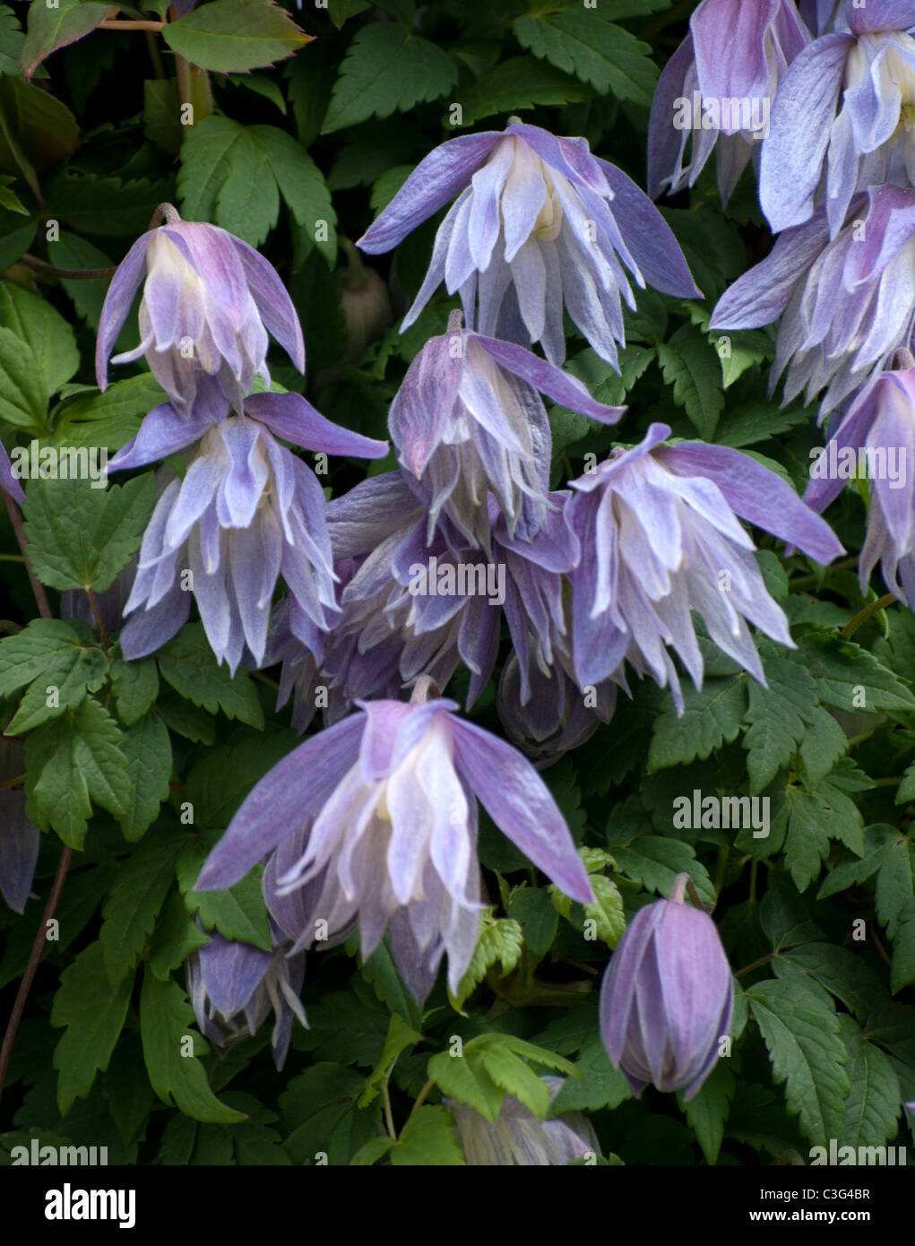 Clematis Macropetala Maidwell Hall Banque D'Images