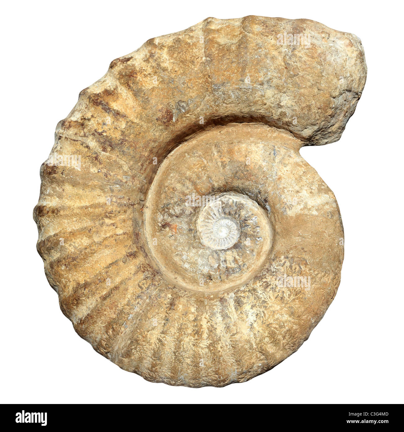 Escargot spirale fossile pétrifié ancienne en pierre véritable shell isolated on white Banque D'Images