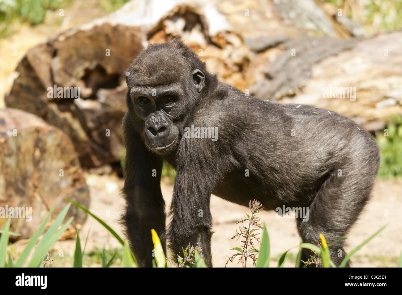 Comment S Appelle La Femelle Du Gorille Un bébé gorille des plaines de l'ouest Banque de photographies et d'images  à haute résolution - Alamy