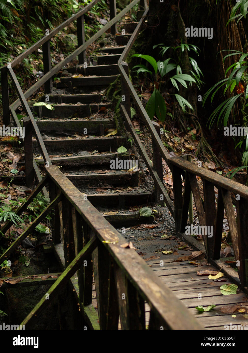 Les escaliers en bois menant à l'Emerald Pool, une visite touristique populaire dans le Commonwealth de la Dominique, les Antilles, les Caraïbes. Banque D'Images