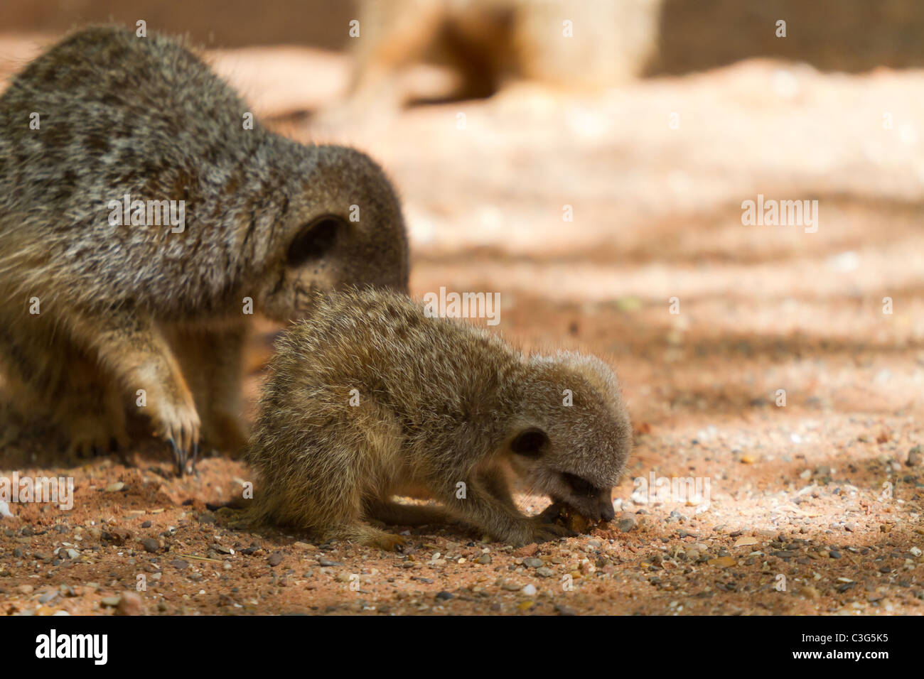 Un bébé meerkat de manger. Prise au zoo de Bristol. Banque D'Images