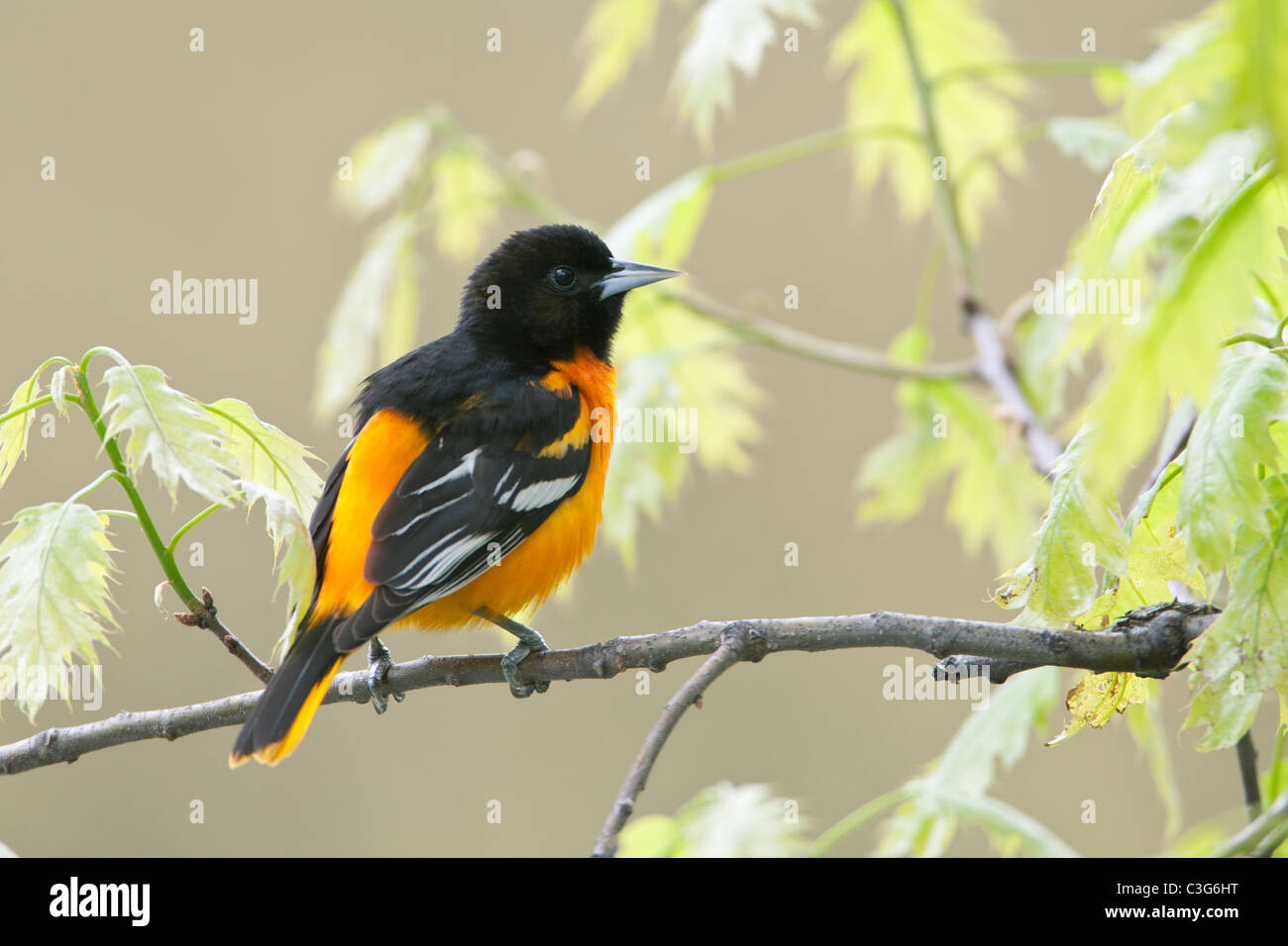 L'Oriole de Baltimore à Oak Tree Banque D'Images