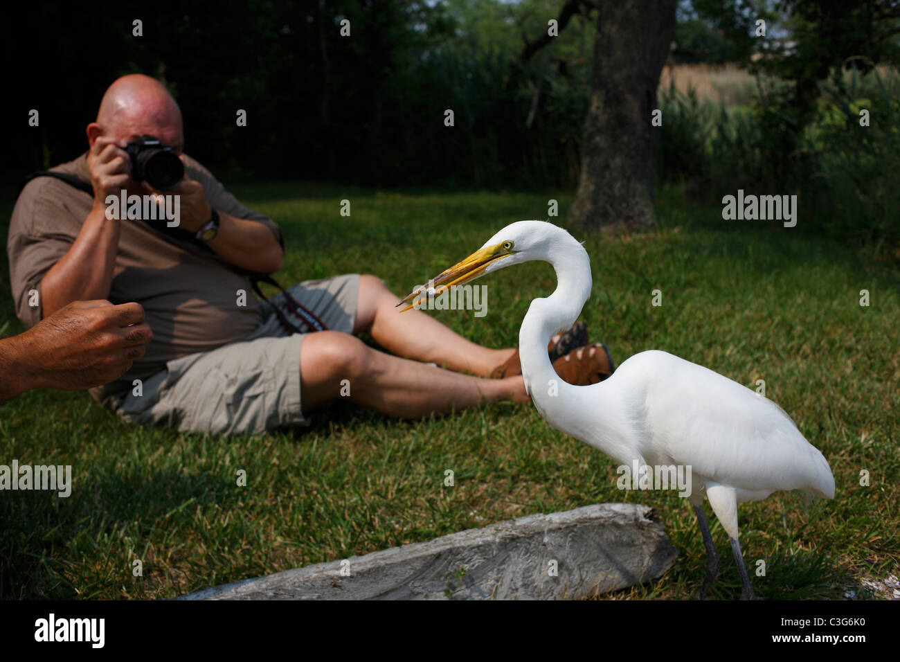 Grande Aigrette (Ardea alba egretta), sous-espèce américaine, photographié Banque D'Images