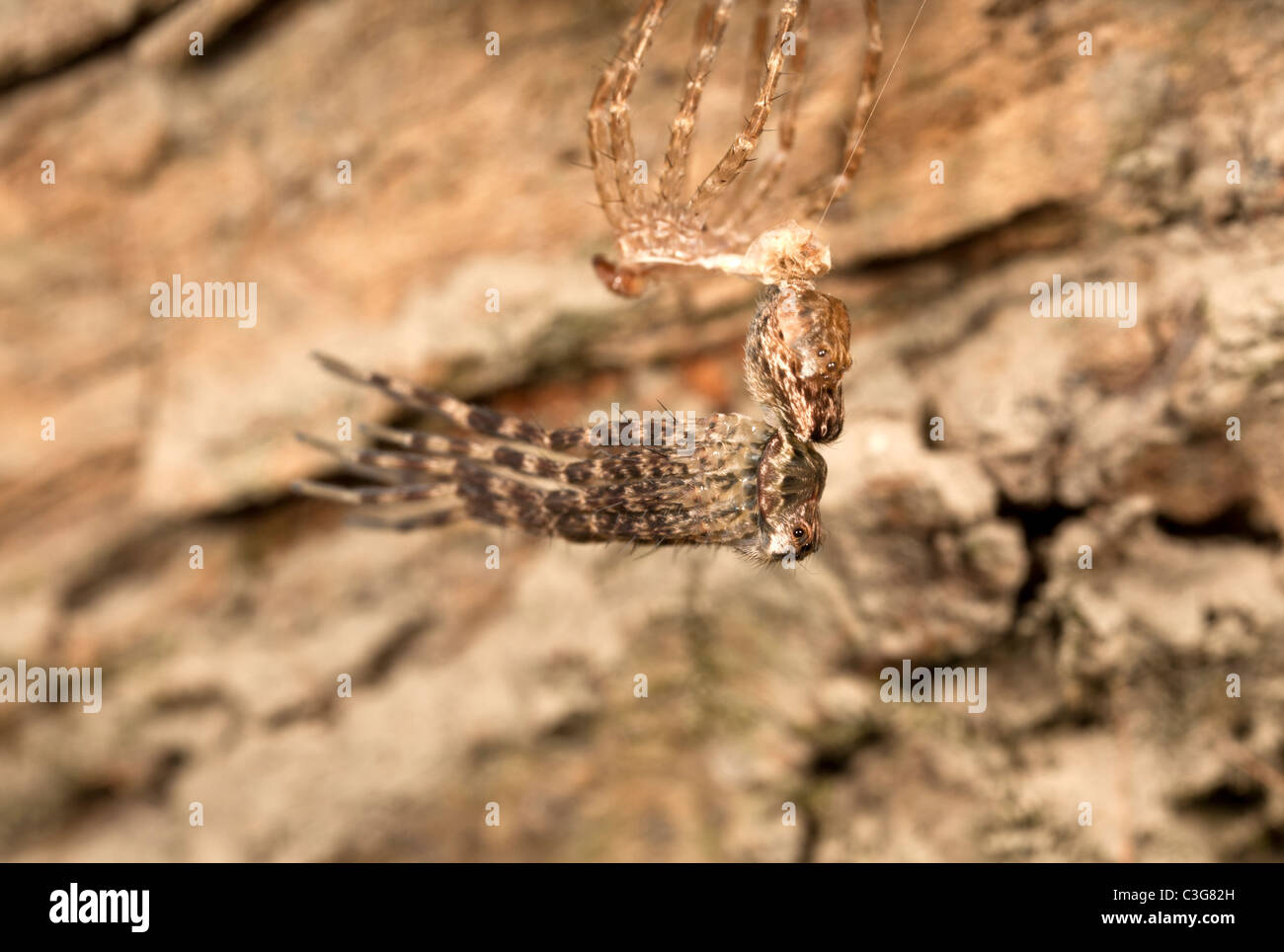 Spider de pêche (Dolomedes sp.) L'exosquelette et spider après la mue. Banque D'Images