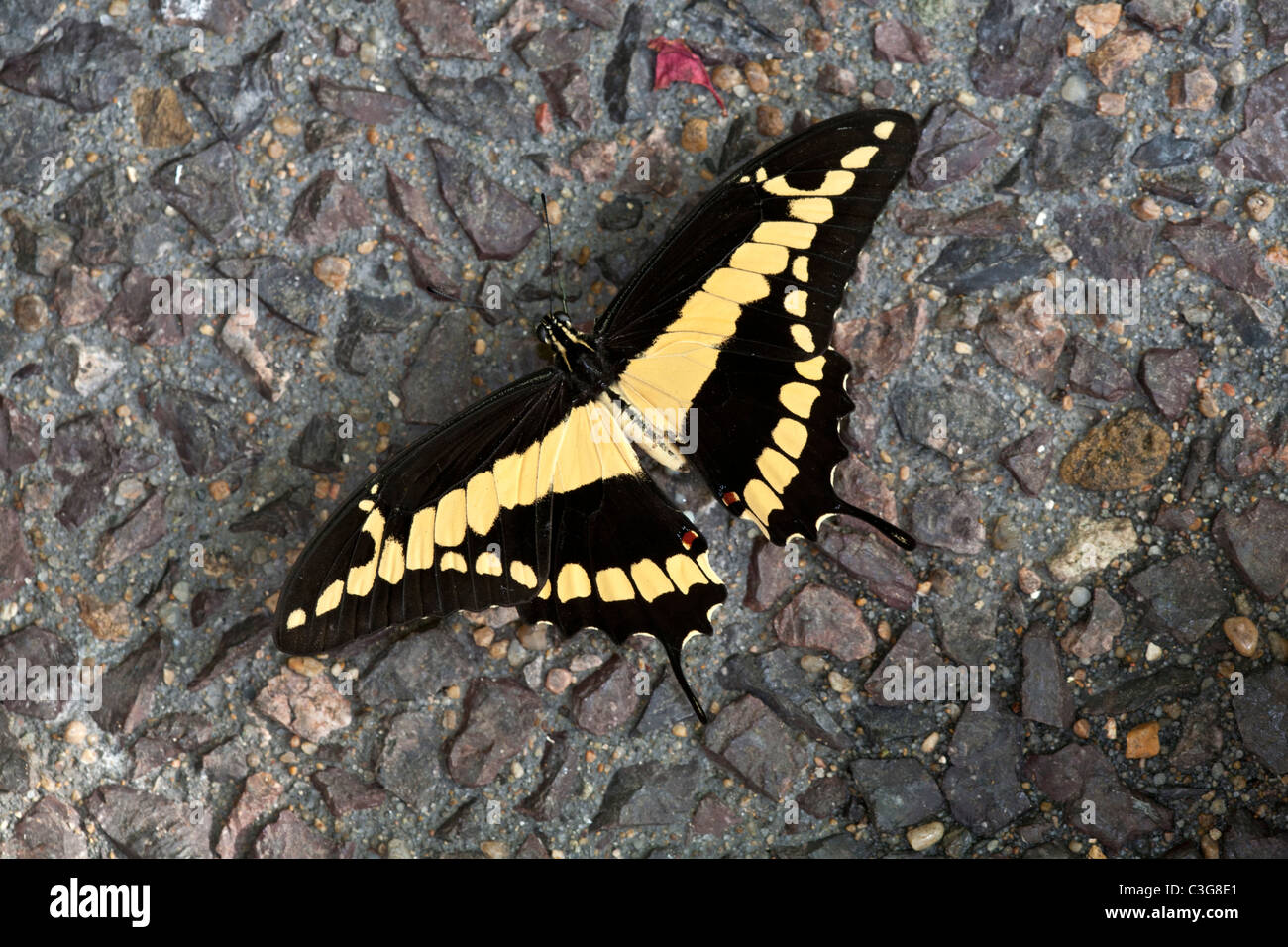 Grand porte-queue (Papilio cresphontes). Banque D'Images