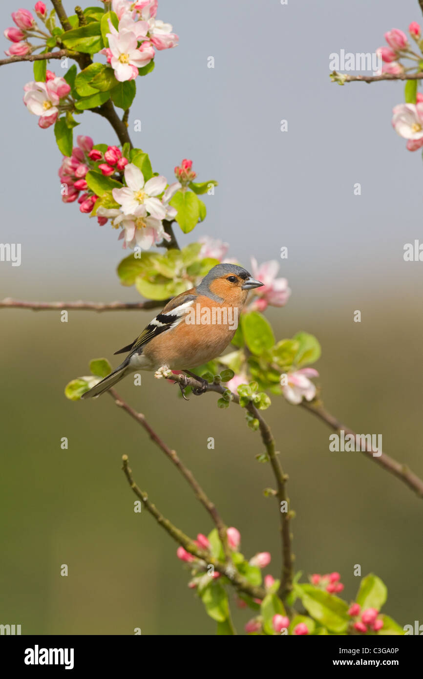 Chaffinch Fringilla coelebs mâle sur l'Oranger Banque D'Images