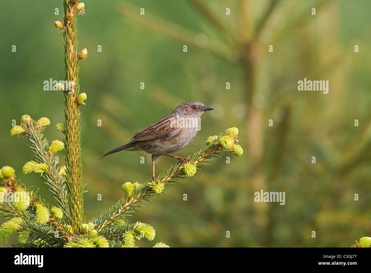 La Haie Sparrow ou nid Prunella modularis Banque D'Images
