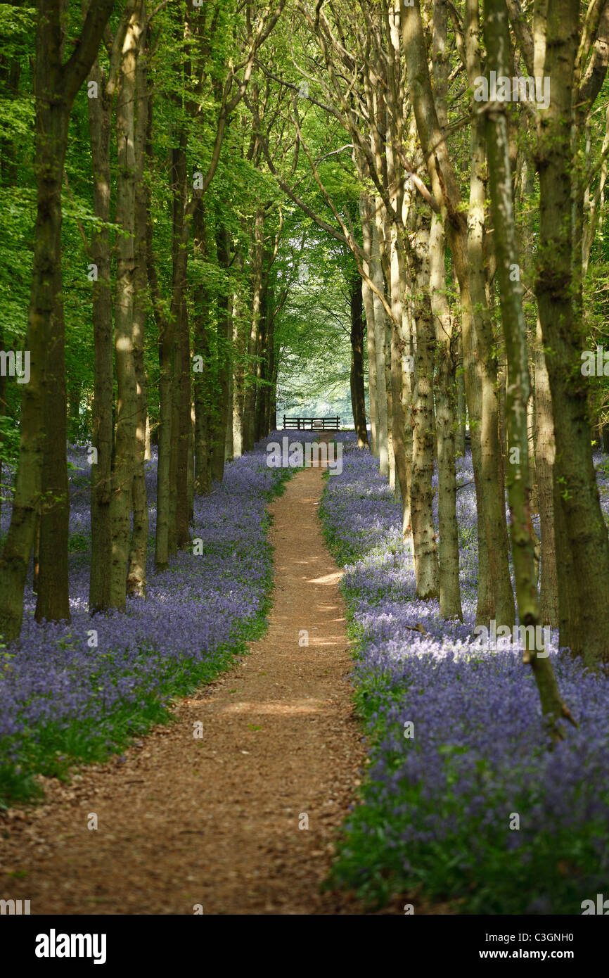 [Bois] Dockey, chemin à travers bluebells, Hertfordshire, England, UK Banque D'Images